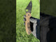 Spyderco Para 3 LW Scale — Burnt Bronze Cerakote